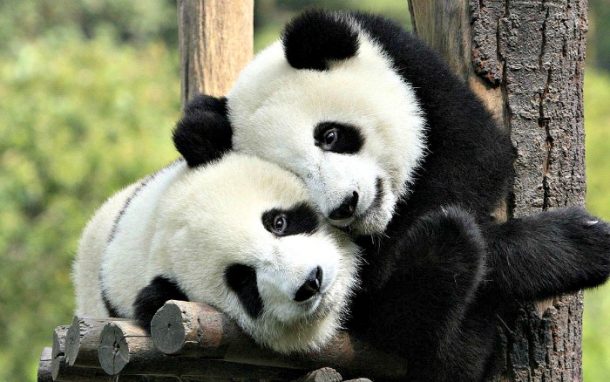 любов між пандами